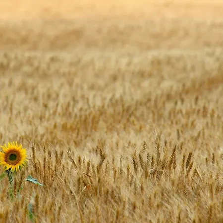 Borgo Mandoleto - Country & Resort 3*